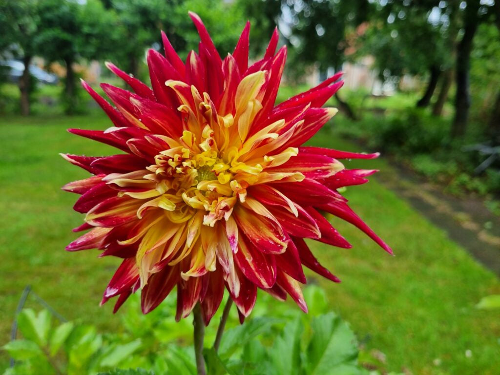 Dahlia Akita, 5 pcs