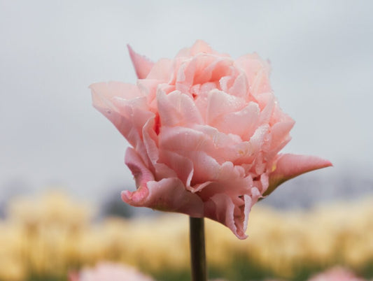 NEW: Tulipa Dreamer