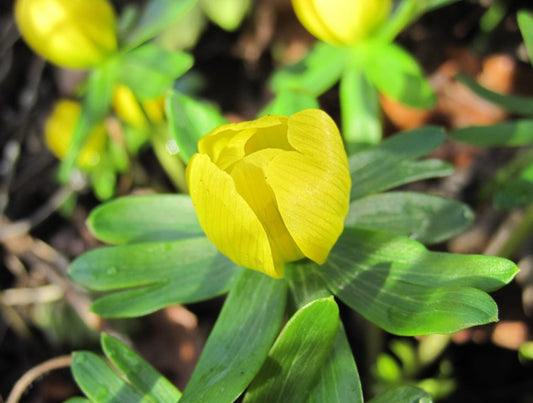 Eranthis Cilicica (winter aconite)