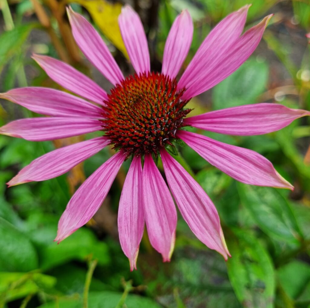 Echinacea purpurea Magnus