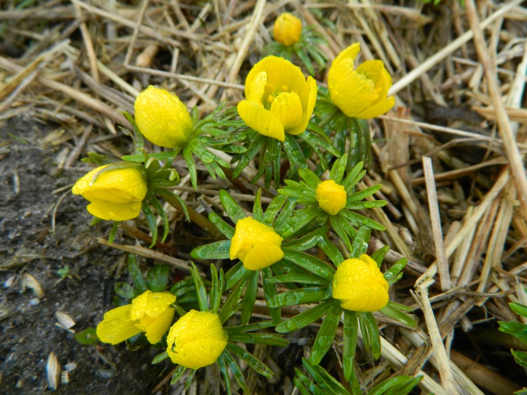 Eranthis Cilicica (winter aconite)