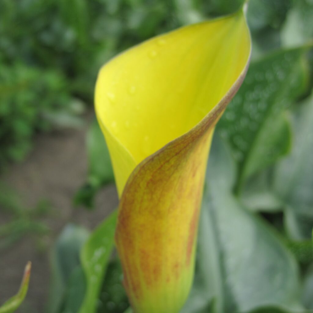 Zantedeschia 'Flame' (calla), 5 pcs