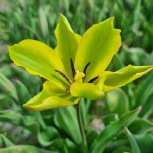 NEW: Tulipa 'Formosa'
