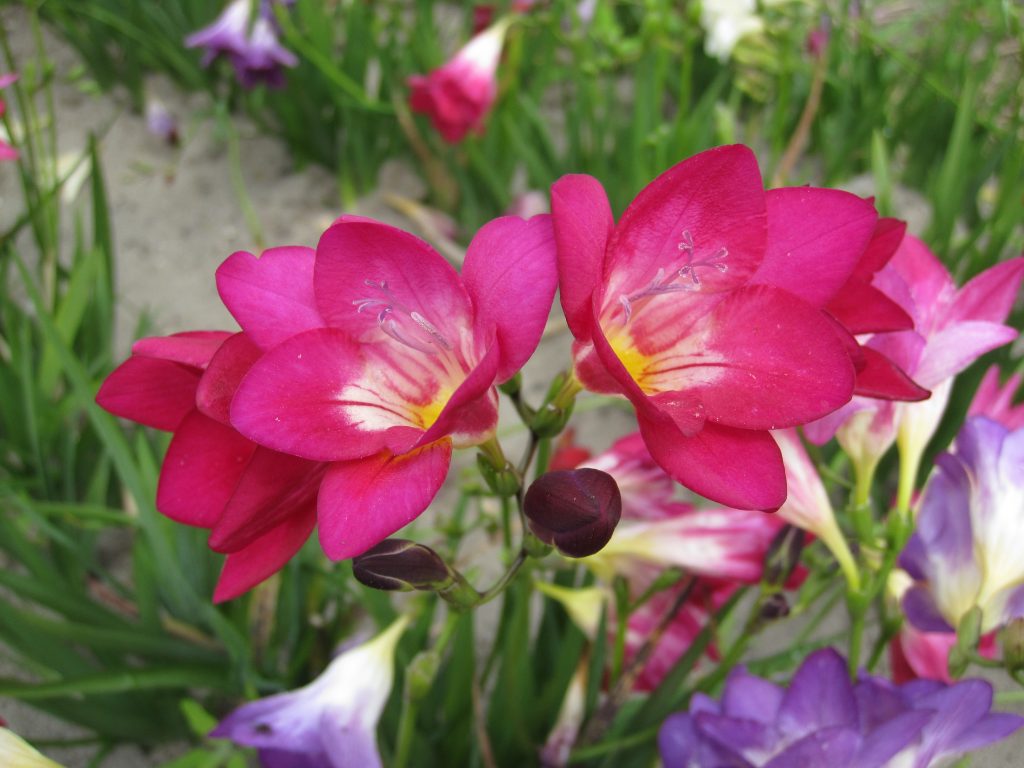 Freesia, 10 pcs