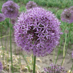 NEW: Allium 'Gladiator'