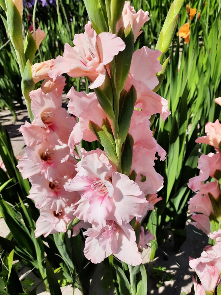 Gladiolus Adrenalin, 10 pcs