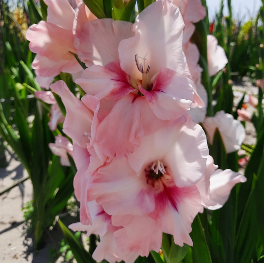 Gladiolus Adrenalin, 10 pcs