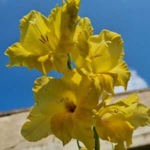Gladiolus Bananarama - NEW