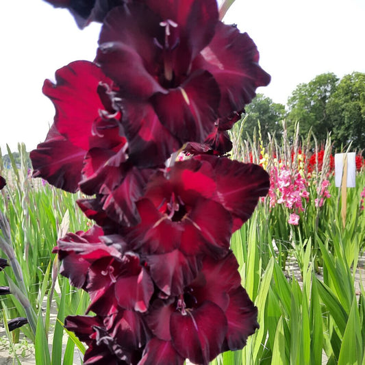 Gladiolus Black Sea, 10 pcs