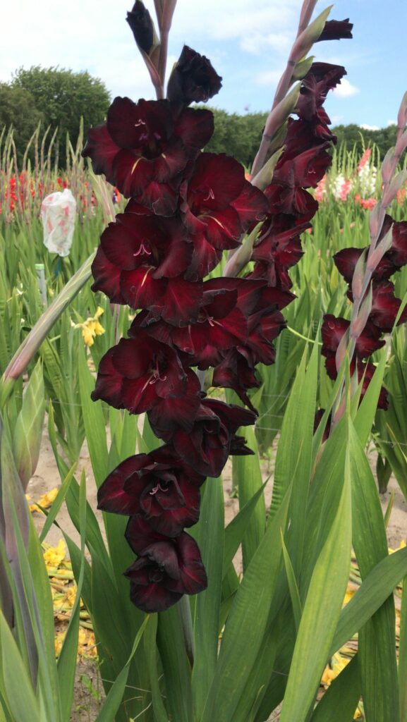 Gladiolus Black Sea, 10 pcs