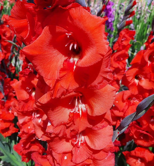 Gladiolus Bunga, 10 pcs