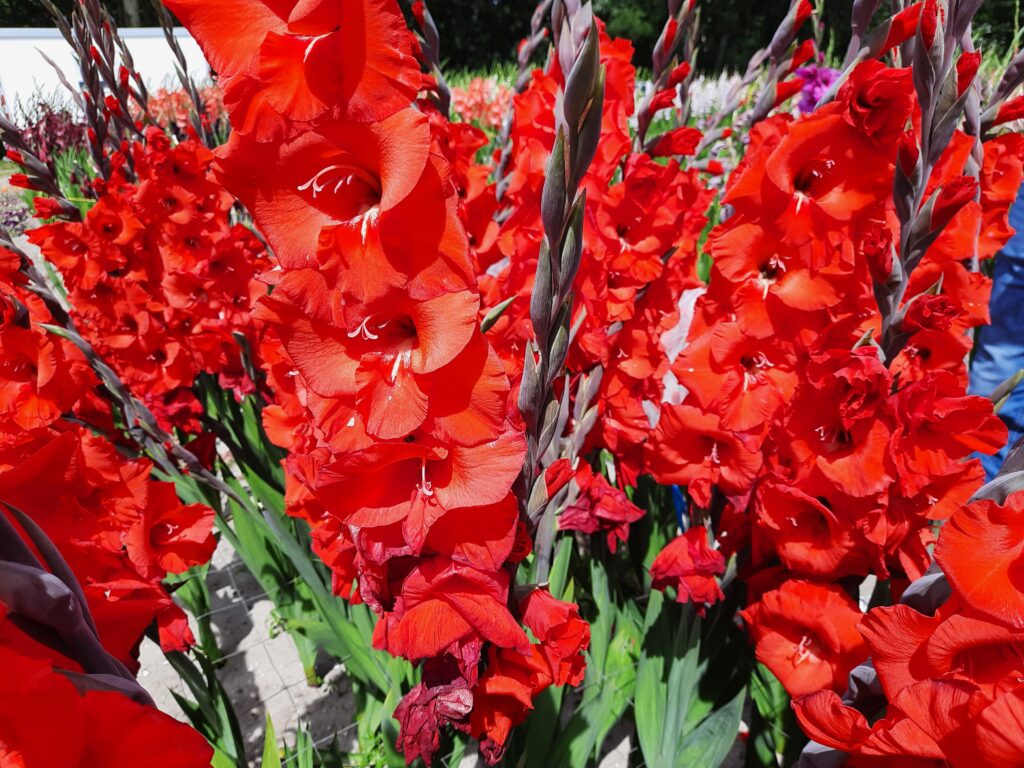 Gladiolus Bunga, 10 pcs