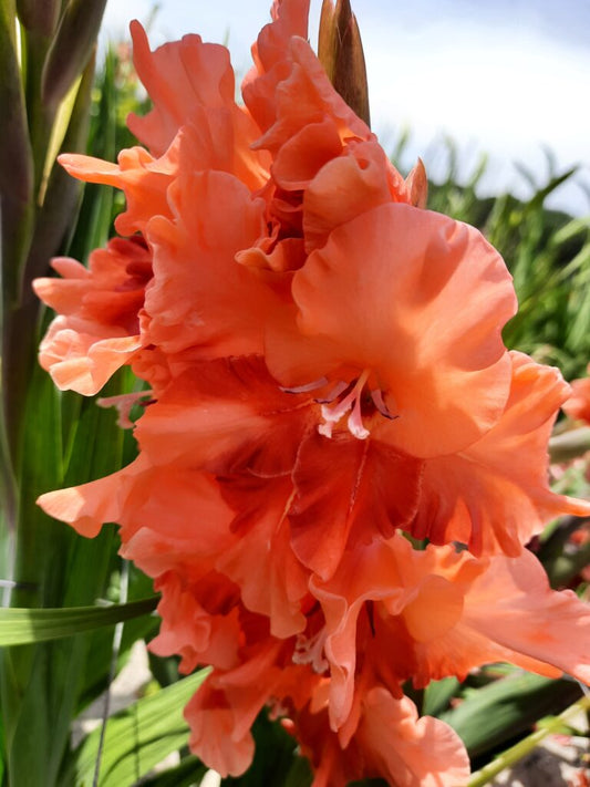 Gladiolus Coral Beauty (Charkov), 10 pcs