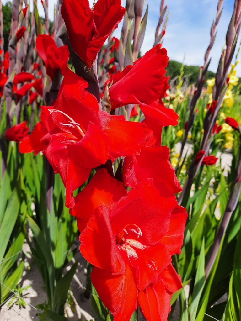 Gladiolus Dador de Pan