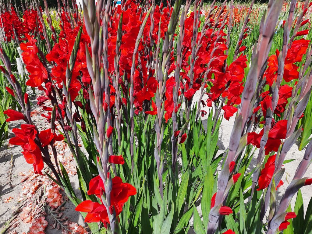 Gladiolus Dador de Pan