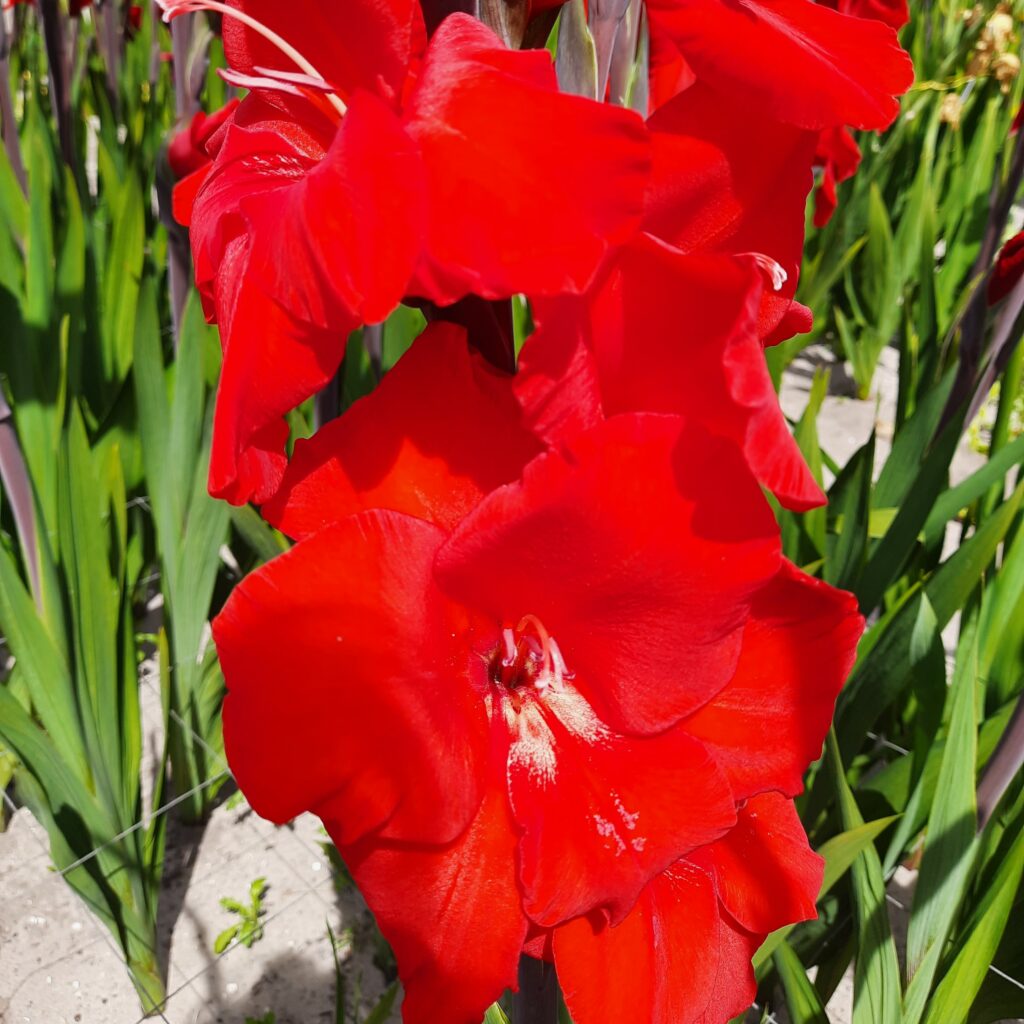 Gladiolus Dador de Pan