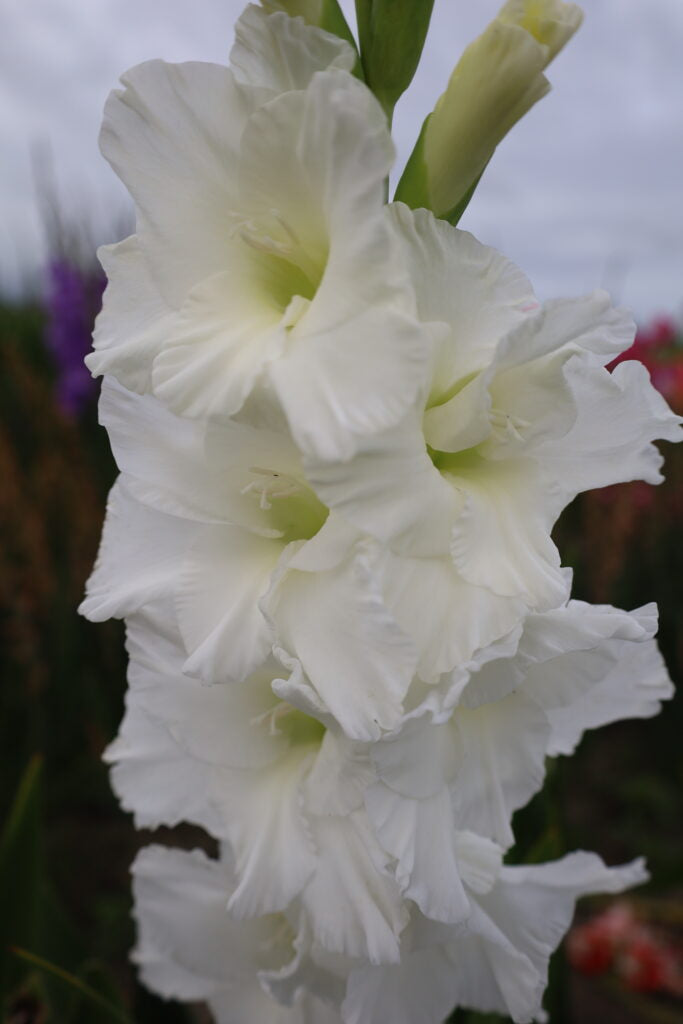 Gladiolus Essential, 10 pcs