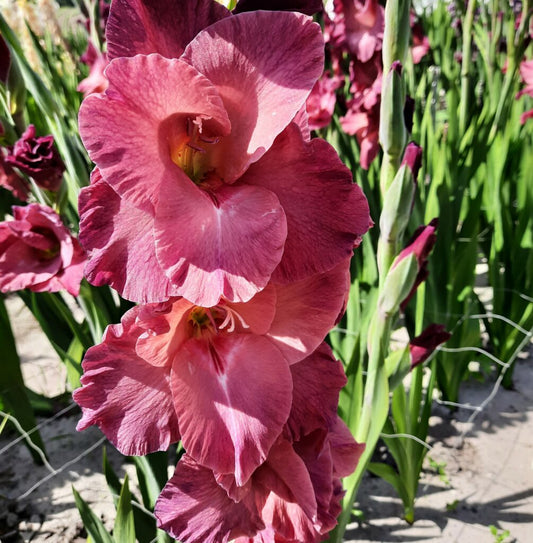Gladiolus Indian Summer, 10 pcs