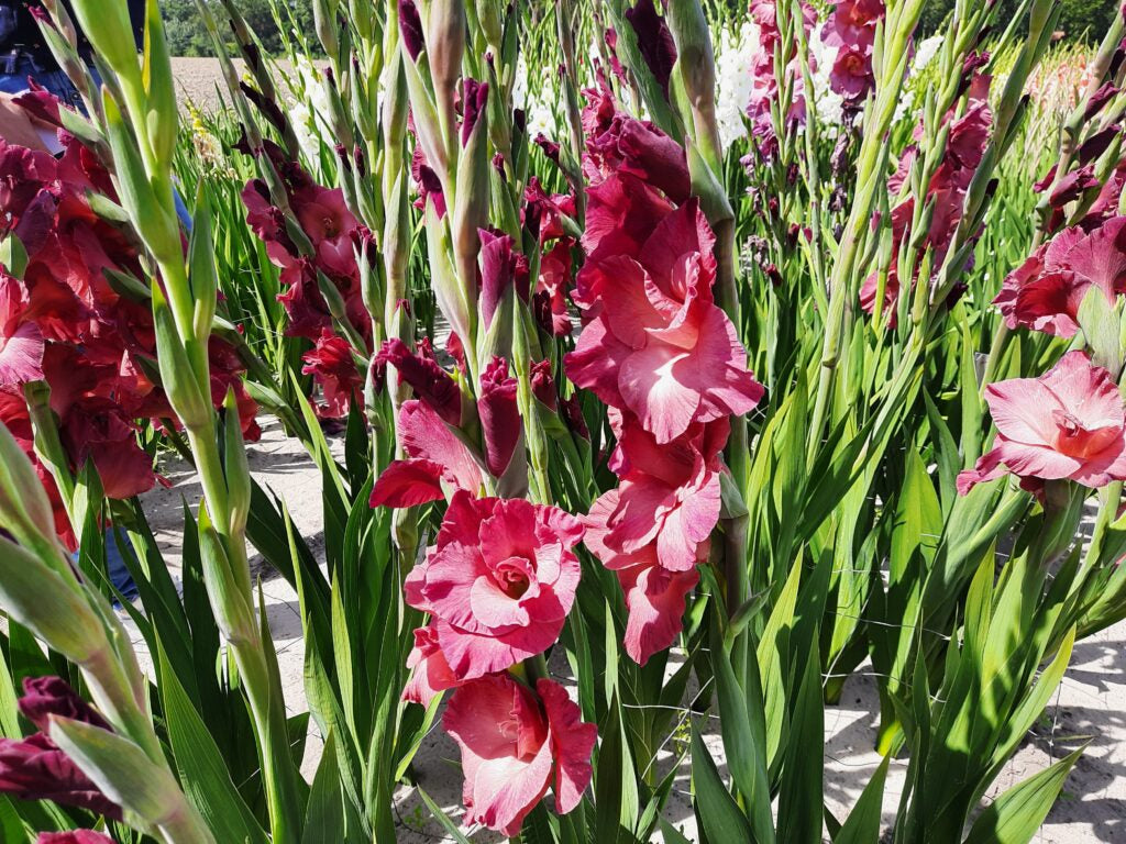 Gladiolus Indian Summer, 10 pcs