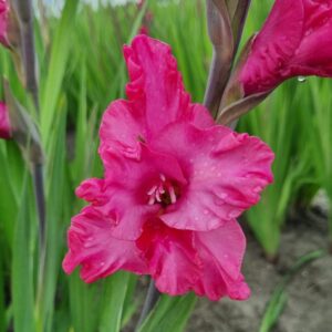 Gladiolus Kingston Ruffle