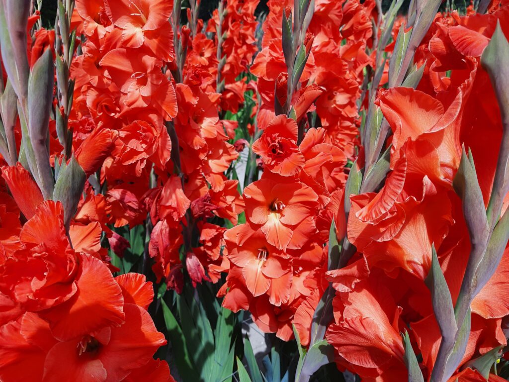 Gladiolus Live Oak, 10 pcs