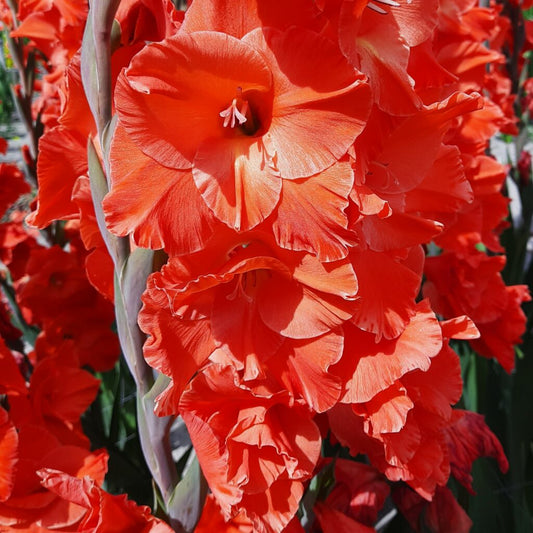Gladiolus Live Oak