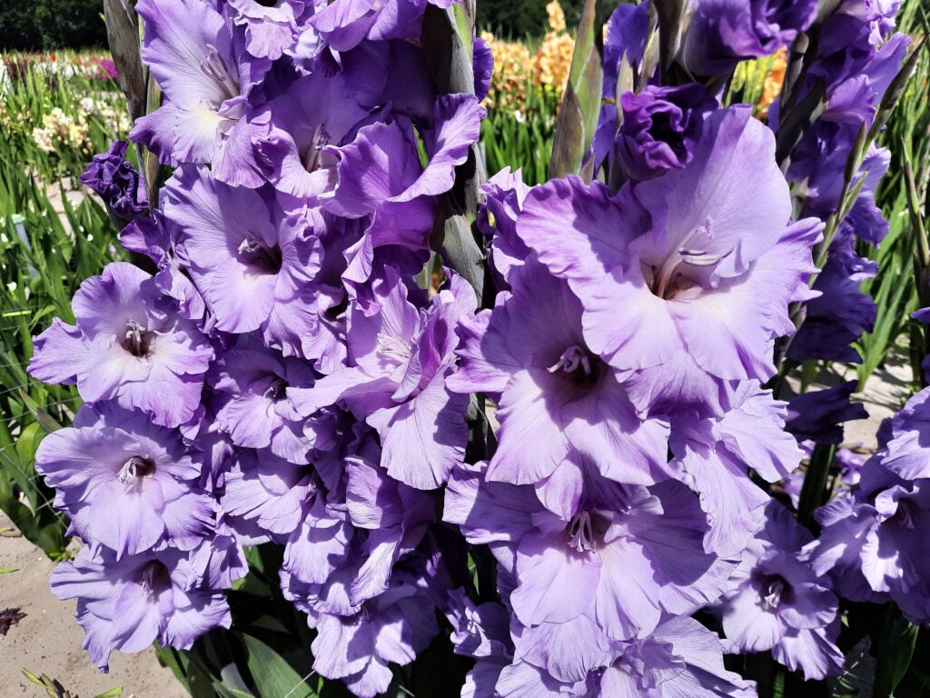 Gladiolus Milka, 10 pcs