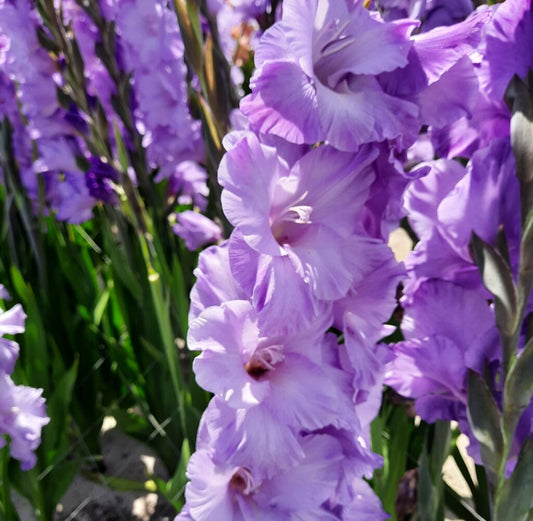 Gladiolus Milka, 10 pcs