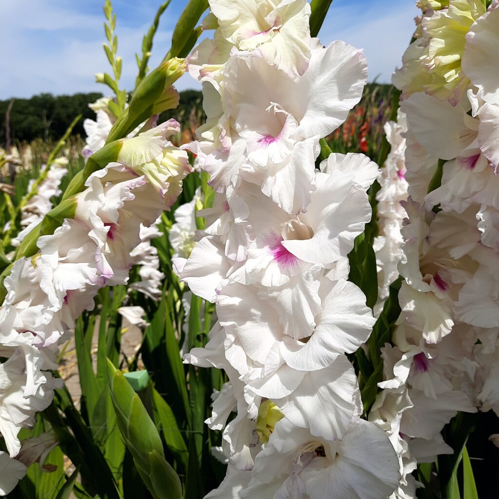 Gladiolus Norma Jean, 10 pcs