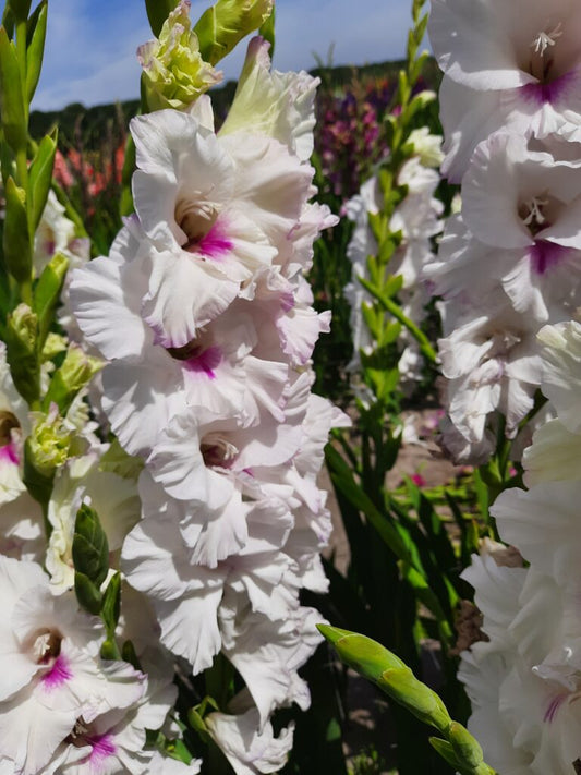 Gladiolus Norma Jean, 10 pcs