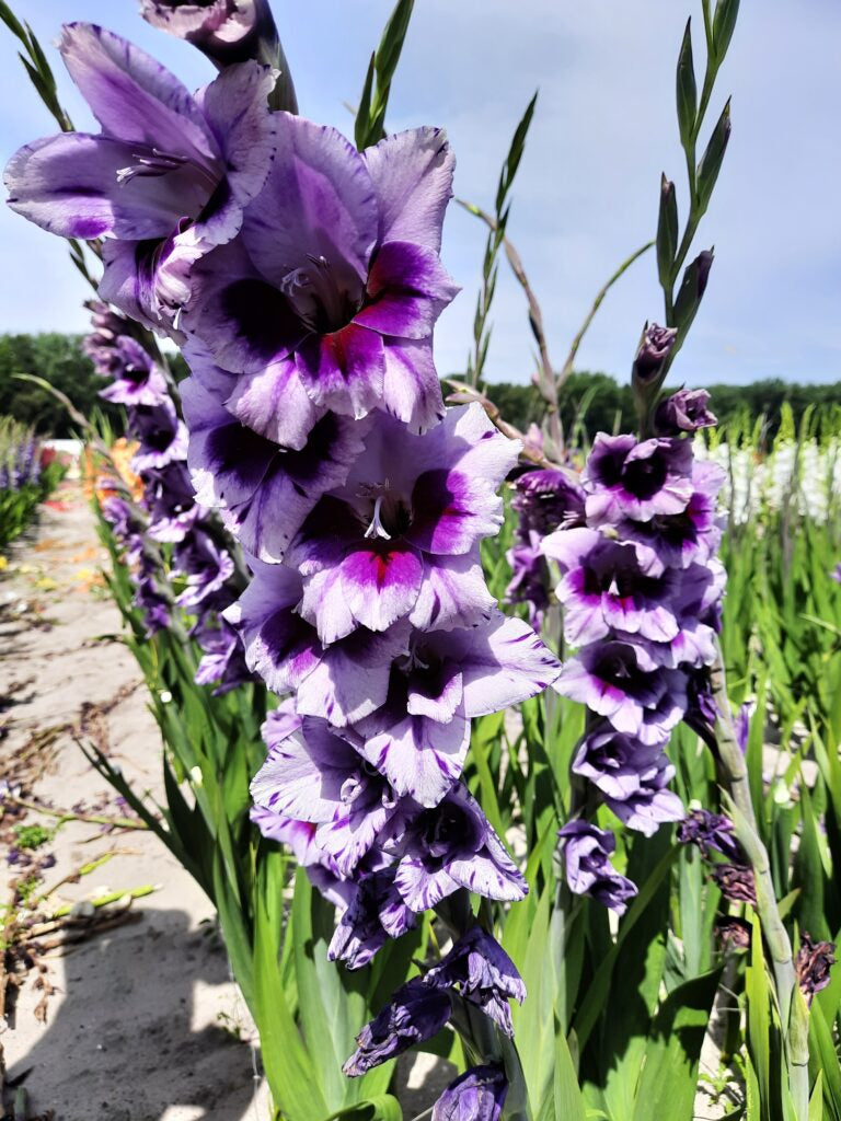 Gladiolus Nori, 10 pcs