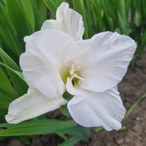 Gladiolus Piet Mohlen