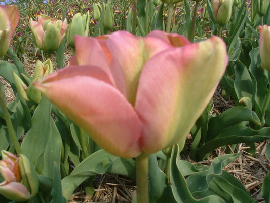 NEW: Tulipa 'Groenland'