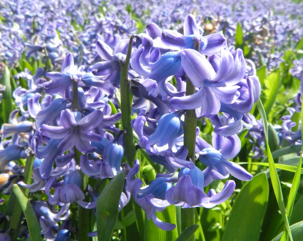 Hyacinth 'Delft Blue'