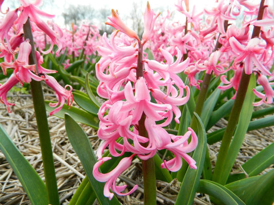 Hyacinth 'Pink Pearl'