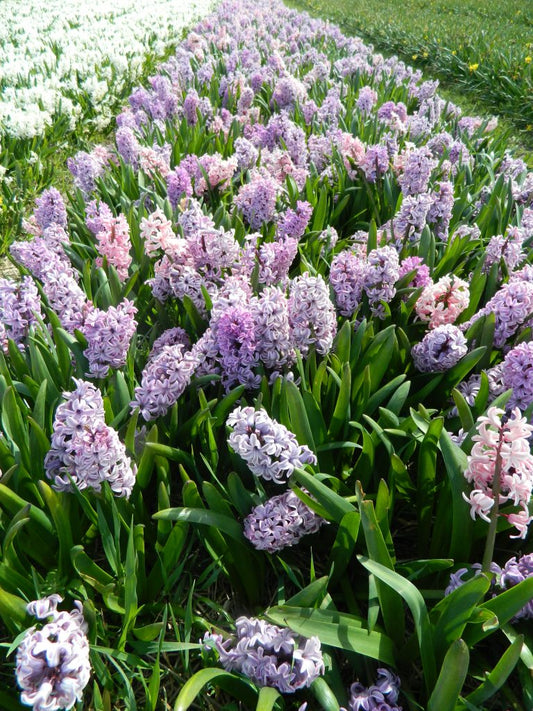 Hyacinth 'Splendid Cornelia'