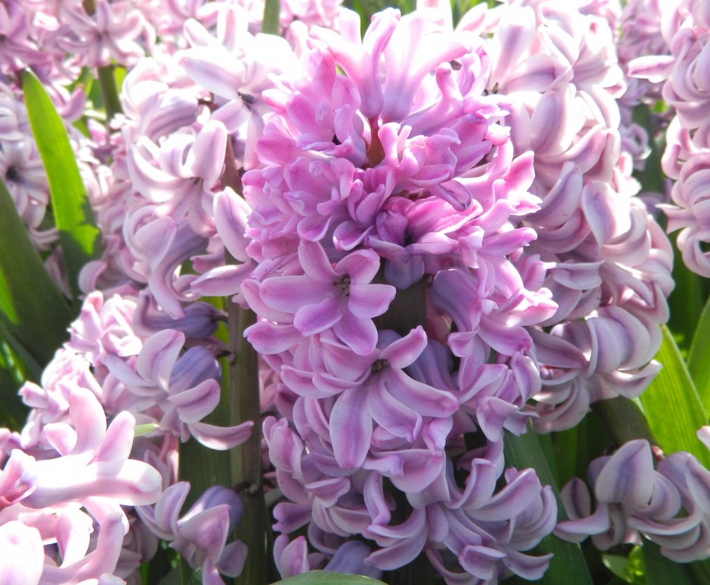 Hyacinth 'Splendid Cornelia'