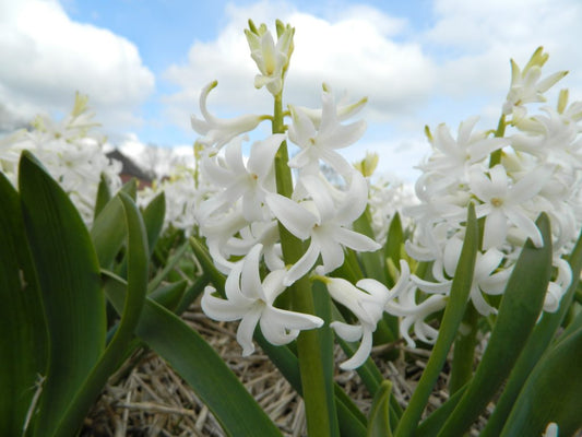 Hyacinth 'White Pearl'