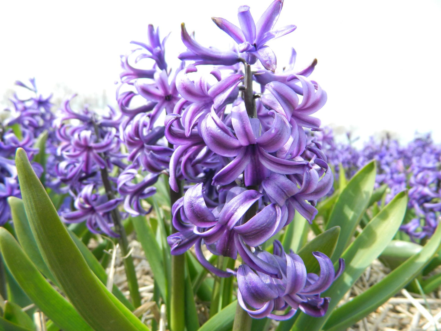 Hyacinth 'Blue Pearl'