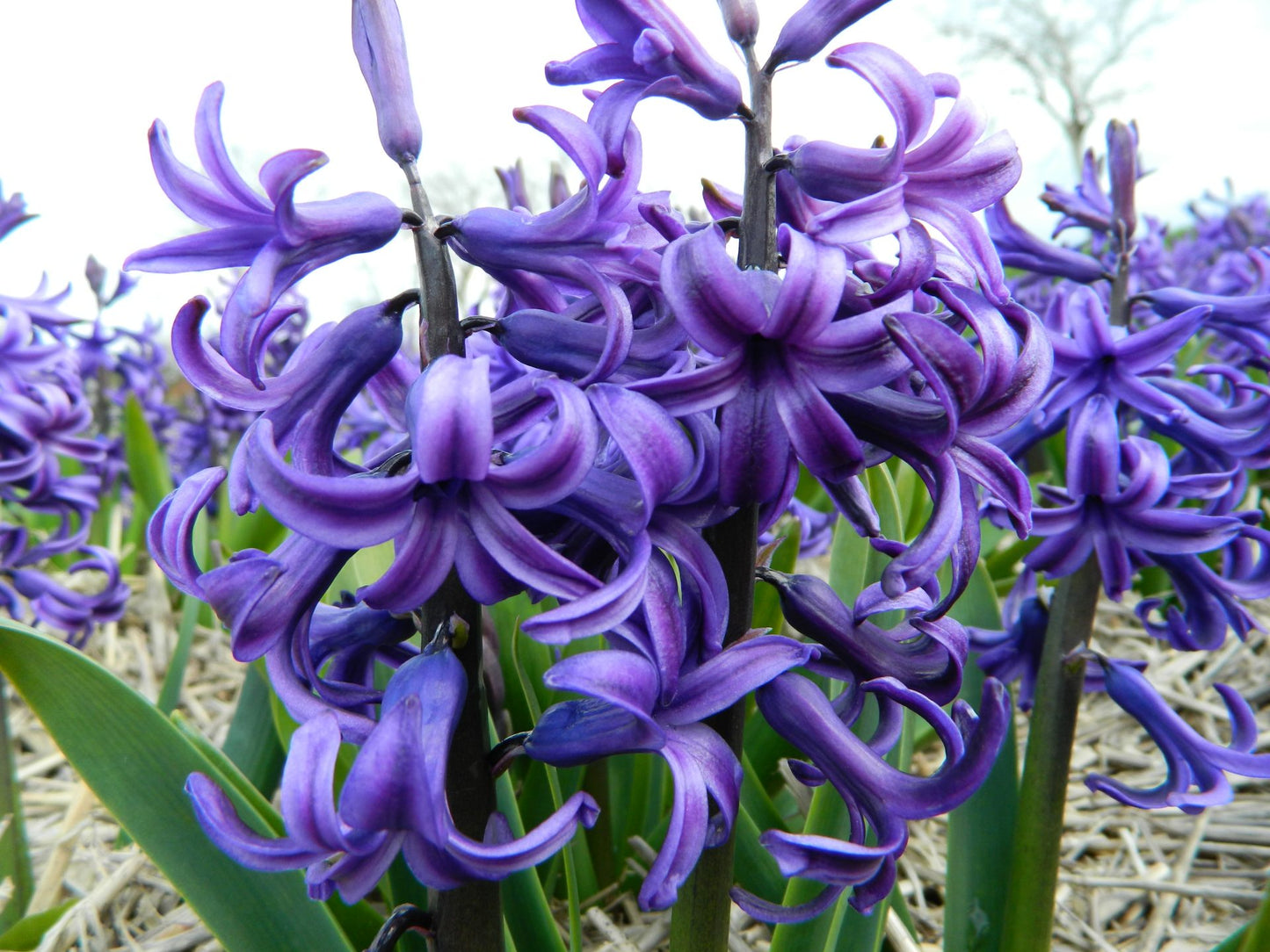 Hyacinth 'Blue Pearl'