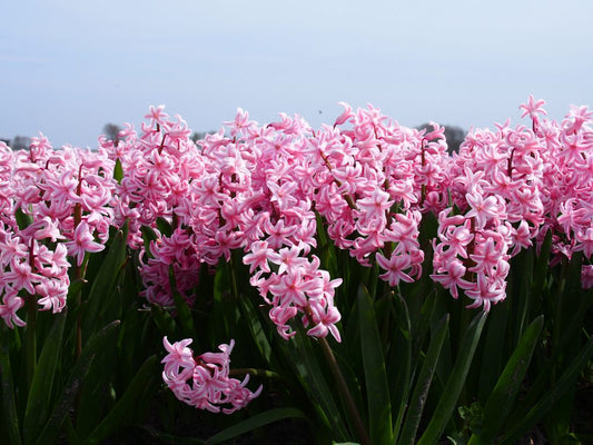 Hyacinth 'Fondant'