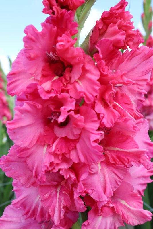 Gladiolus Sweet Love, 10 pcs
