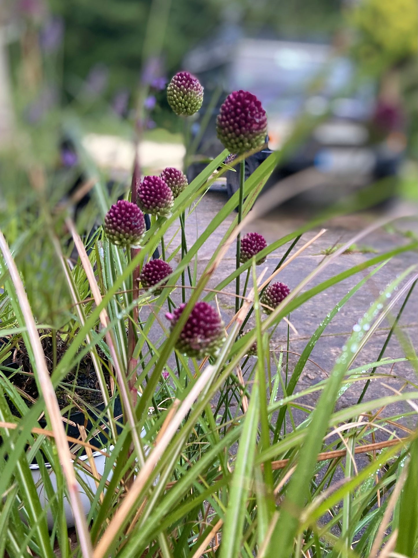 Allium spaerocephalon