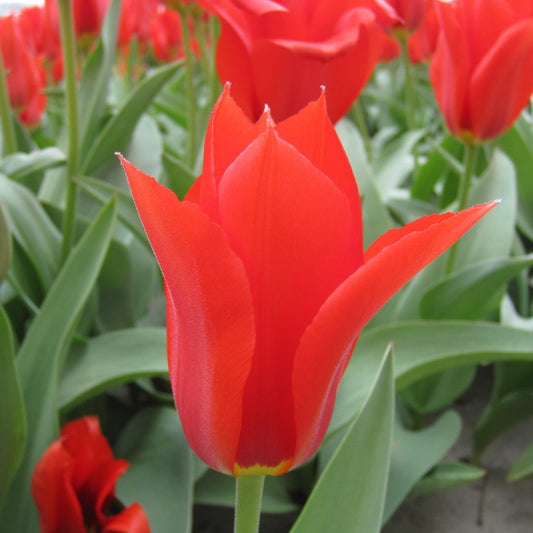 Tulipa Ingens, 25 pcs