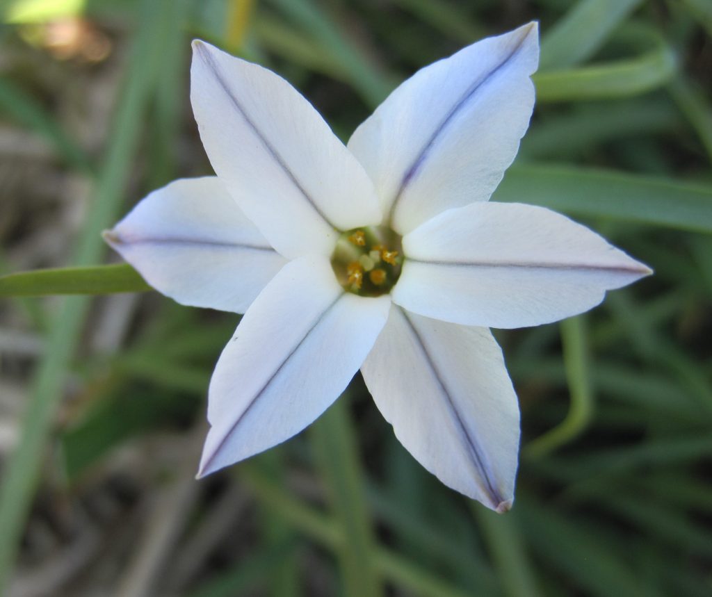 Ipheion uniflorum 'Wisley Blue'