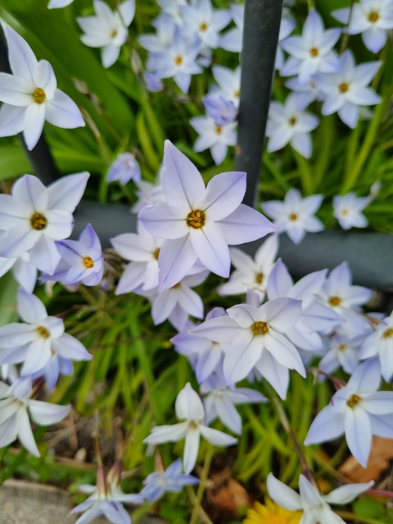 Ipheion uniflorum 'Wisley Blue'