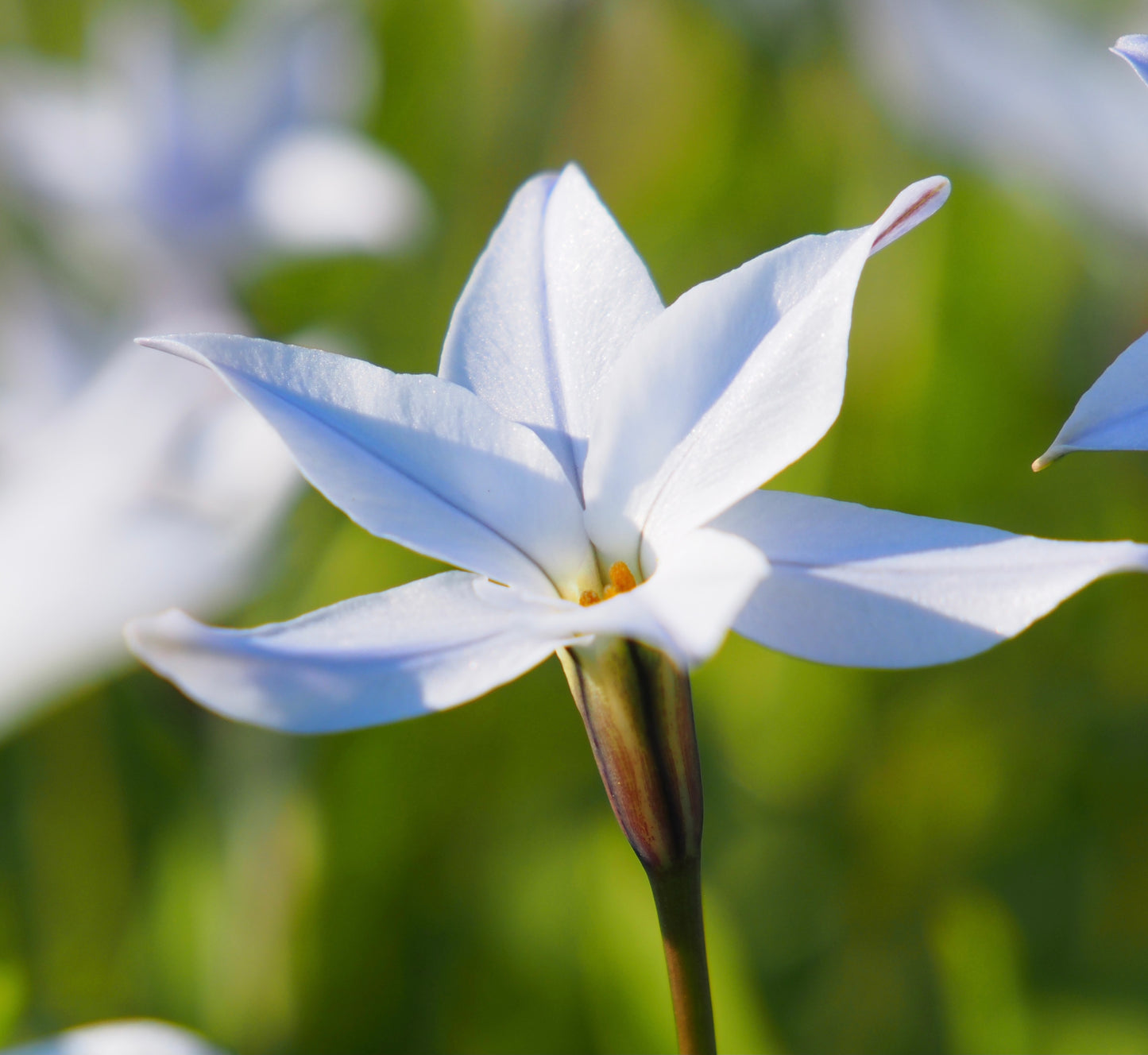 Ipheion uniflorum 'Wisley Blue'