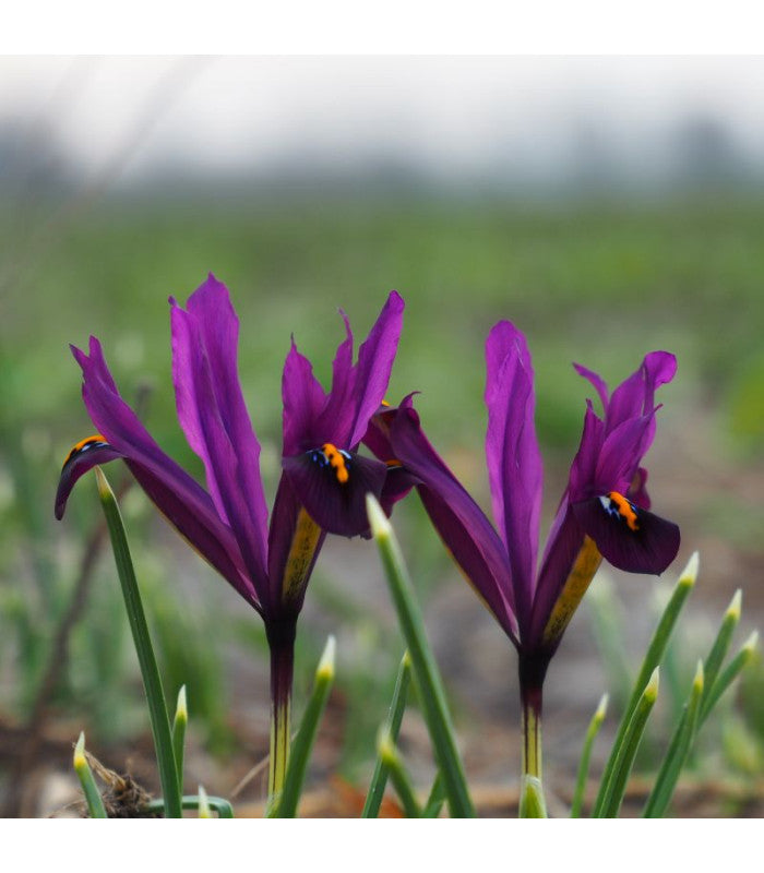 Iris reticulata 'J.S. Dijt'