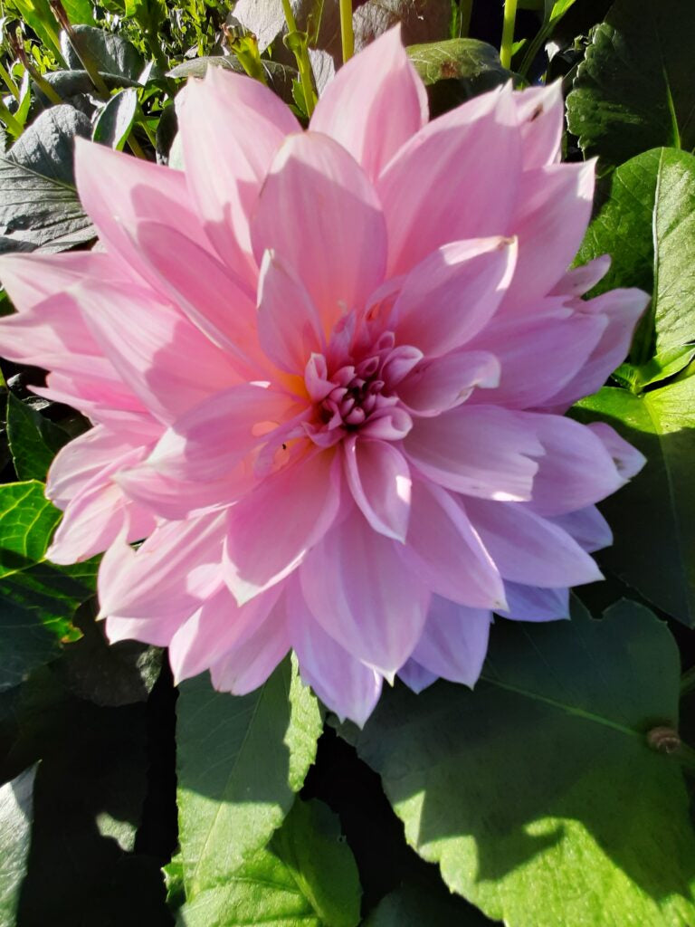 Dahlia Lavender Perfection, 5 pcs