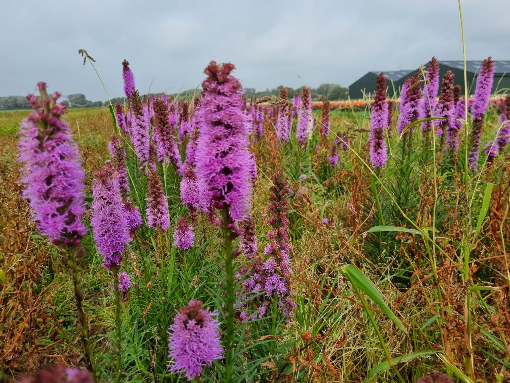 Liatris spicata, 10 pcs